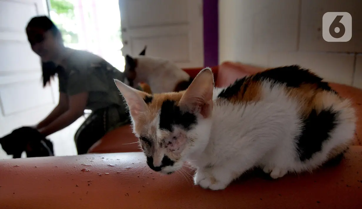 Seekor kucing buta berada di Rumah Blendy untuk Kucing Disabilitas di kawasan Sawangan, Depok, Jawa Barat, Kamis (15/12/2021). Biaya pemeliharaan kucing disabilitas mencapai Rp 40 juta per bulan yang berasal dari subsidi silang usaha petshop. (merdeka.com/Arie Basuki)