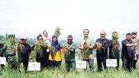 Bupati Garut Rudy Gunawan bersama Dirjen Holtikultura melakukan panen raya bawang merah di Kecamatan Bayongbong, Garut. (Liputan6.com/Jayadi Supriadin)