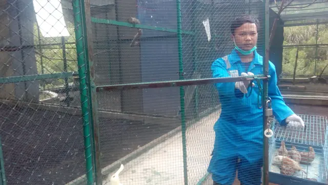 Salah seorang petugas tengah memberi makan elang di salah satu kandang rehabilitasi PKEK Kamojang