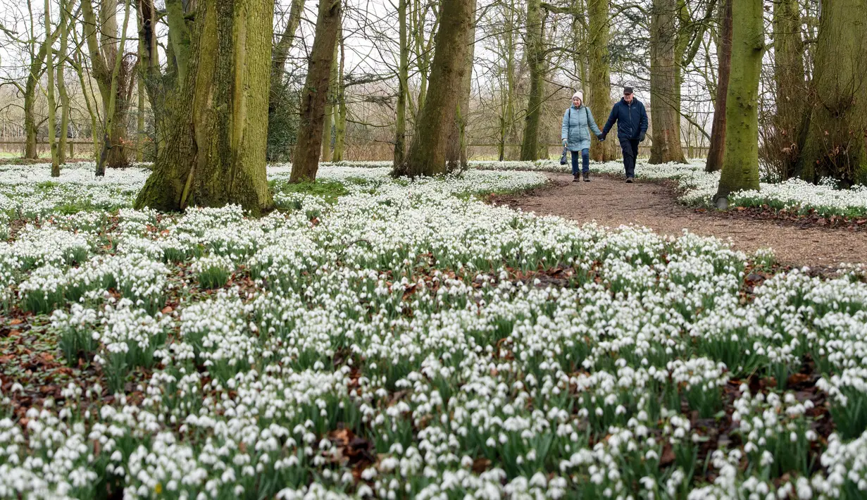 Orang-orang berjalan di antara hamparan tetesan salju di halaman Burton Agnes Hall, dekat Bridlington, Inggris, pada 15 Februari 2022. Hutan yang bersebelahan dengan Burton Agnes Hall, terkenal dengan ribuan tetesan salju yang muncul setiap bulan Februari. (OLI SCARFF/AFP)