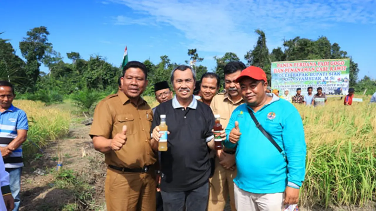 Lahan Tidur Kampung Tengah Produksi Lima Ton Padi