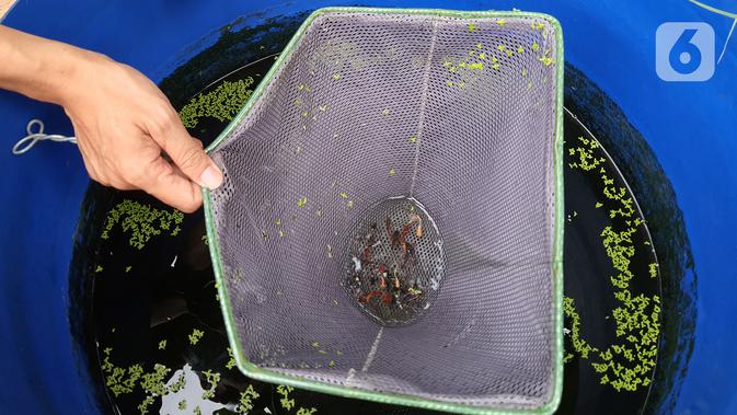 Stiadi menunjukkan Ikan guppy atau Poecilia reticulata di Pondok Jagung, Tangerang Selatan, Kamis (10/8/2020). Sebanyak 25 jenis ikan guppy di budidayakan karena keindahan warna dan bentuk siripnya. (Liputan6.com/Fery Pradolo)