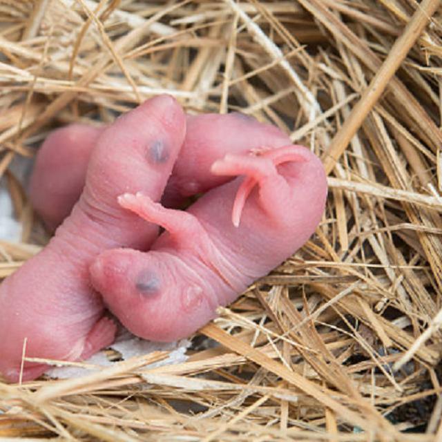 Mikroba Hingga Bayi Tikus Ini 4 Minuman Dengan Campuran Aneh Global Liputan6 Com