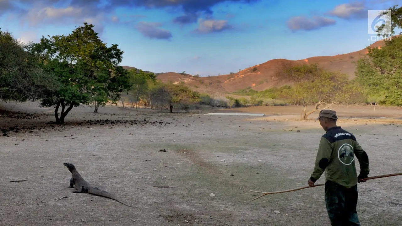 Melihat Interaksi Komodo dengan Manusia di Pulau Rinca