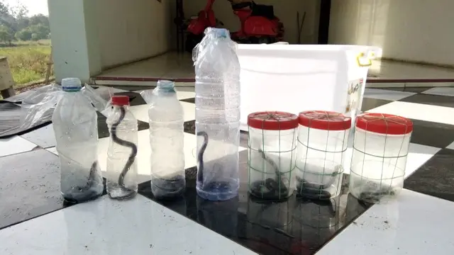 Beberapa ikan kobra berukuran kecil hasil tangkapan Teguh, santri sekaligus pawang dadakan di Kota Tasikmalaya, Jawa Barat