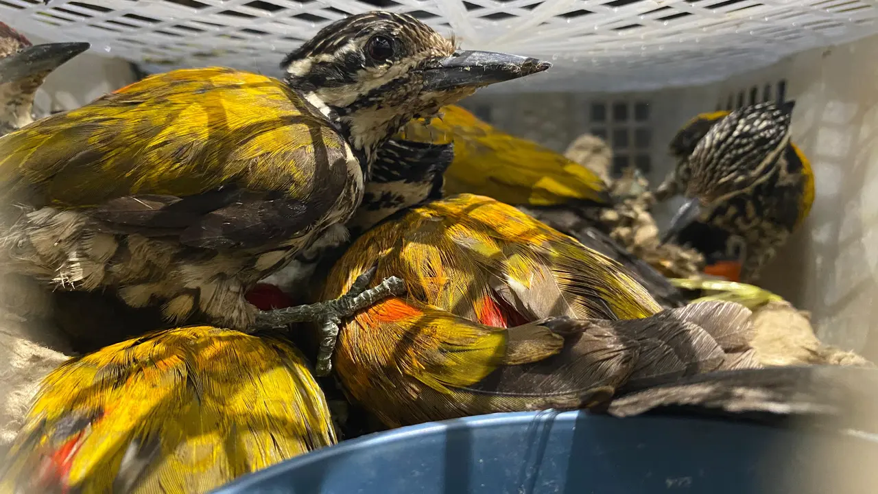 Sebanyak 4.354 ekor burung liar ilegal diamankan tim gabungan ruas Tol Bakter, Lampung Selatan. Foto : (Istimewa).