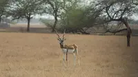 Top 5 Tourist Places In Gujarat For Nature Lovers