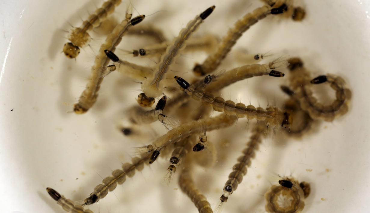 Larva nyamuk Aedes aegypti yang terlihat di dalam laboratorium Oxitec di Campinas, Brasil, (2/2/2016). Nyamuk inilah yang menyebarkan virus zika yang sekarang ini mulai mengancam negar - negara besar di dunia. (REUTERS/Paulo Whitaker)