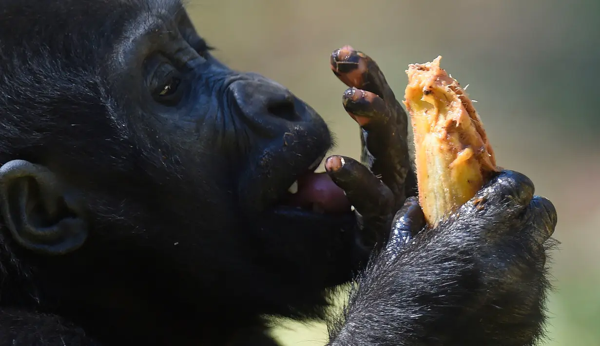 Seekor bayi Gorila menikmati makanannya di kebun binatang di Belo Horizonte, Brasil, Jumat (12/5). Bayi gorila tersebut lahir pada 8 Mei 2017 dan uniknya bayi tersebut tidak mempunyai jenis kelamin. (AFP PHOTO / DOUGLAS MAGNO)