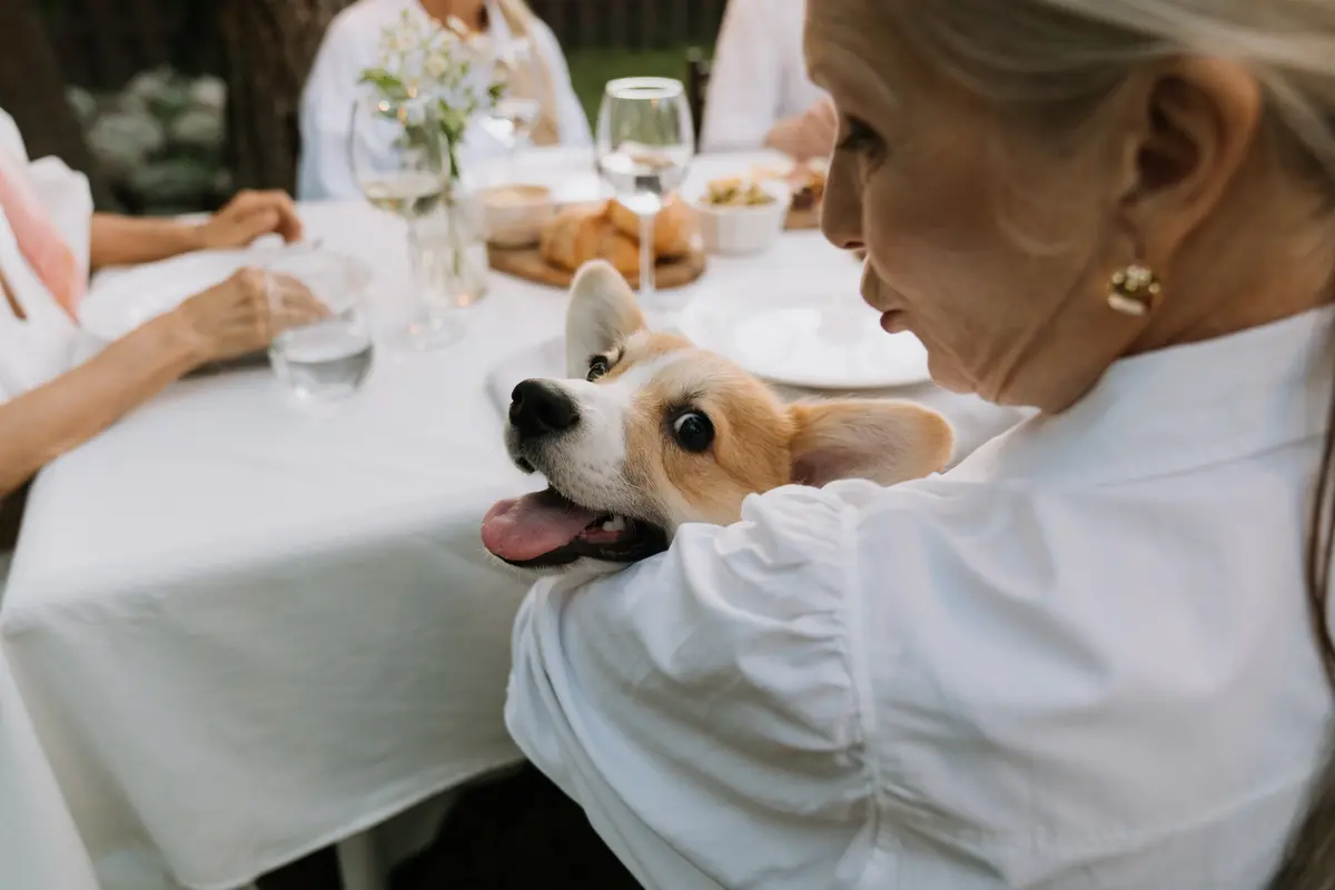 Nenek wariskan harta ke anjing dan kucing
