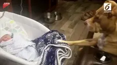 Seekor anjing pittbull menjaga bayi yang tengah tertidur lelap.