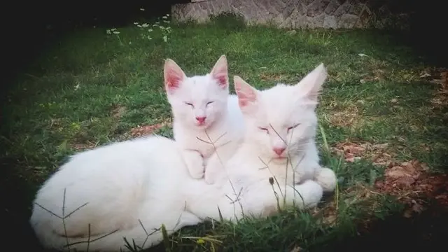 Anak Kucing Tiru Tingkah Induknya