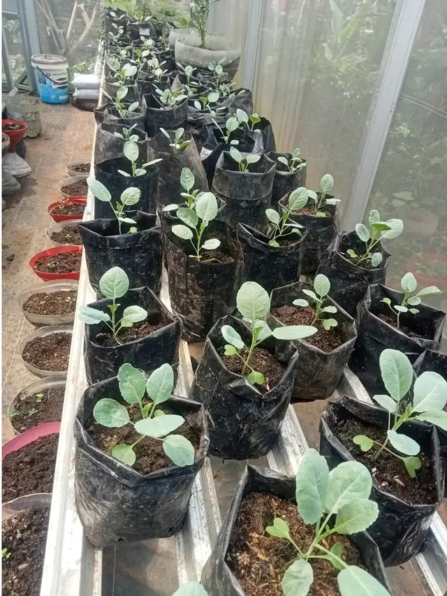 5 Cara Membuat Pupuk Cair Akar Bambu, Ramuan 2 Minggu Jadi ala KWT Kemuning