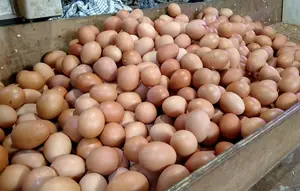 Harga Pangan Hari Ini: Telur Naik Rp 2.000 di Pasar Kebayoran Lama