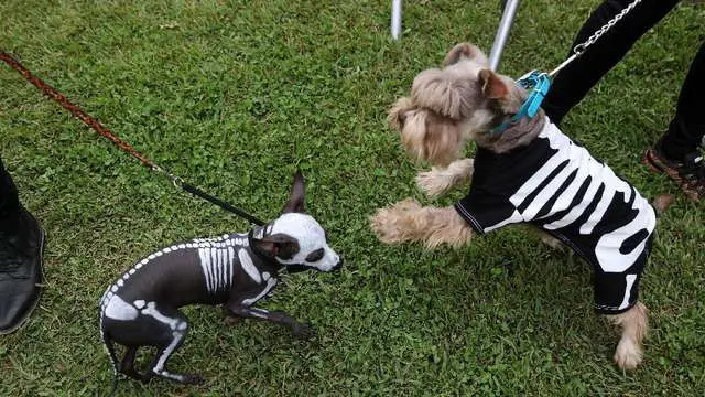 6 Kostum Halloween Anjing Ini Nyeleneh Banget, Seram-Seram Lucu