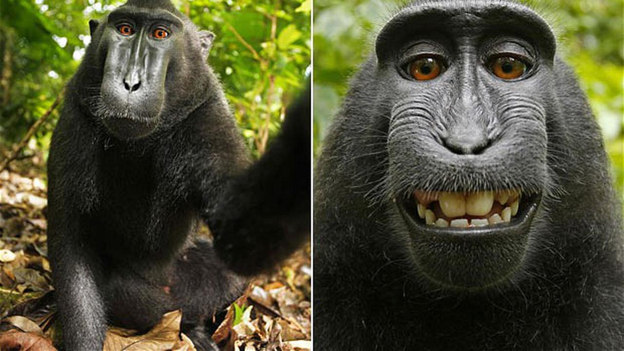 Tentukan Pemilik `Foto Selfie Monyet`, Wikimedia Gelar Voting