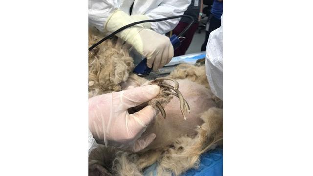 Anjing Ini Hampir Mati Karena Bulu Kusutnya, Ini 7 Potret Penyelamatannya