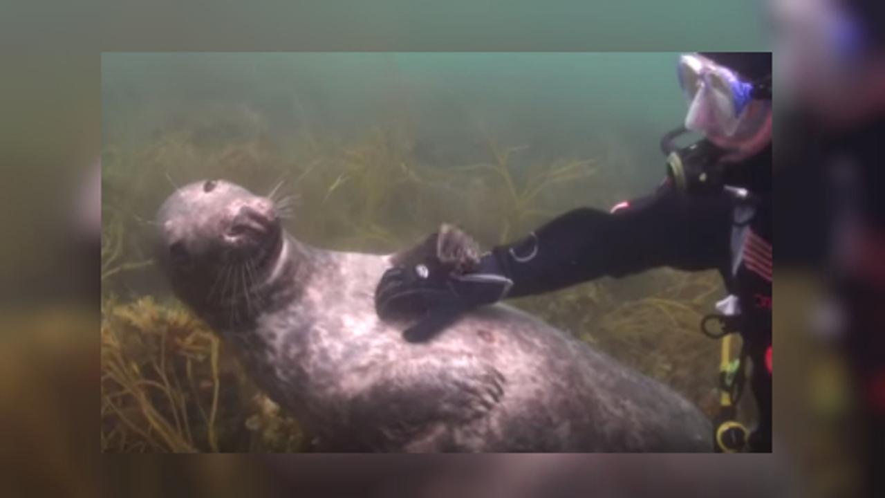 Aksi Manja Anjing Laut Minta Penyelam Menggaruk