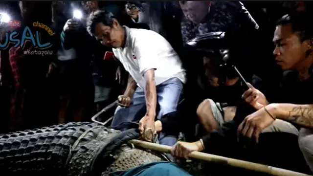 6 Tahun Terjerat, Ini 6 Momen Buaya Berkalung Ban di Palu Akhirnya Berhasil Dilepas