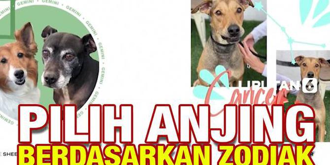 VIDEO: Wow, Ada Situs Adopsi Anjing Berdasarkan Zodiak!