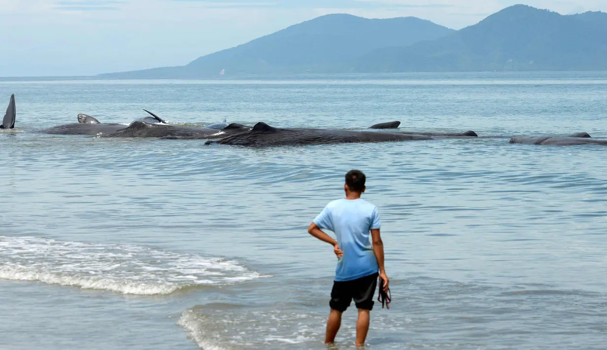Pria melihat sembilan Paus Sperma yang terdampar di Pantai Ujung Kareng, Aceh Besar, Aceh, Senin (13/11). Paus tersebut ditemukan pertama kali warga dan nelayan setempat pada pukul 09.30 WIB. (AFP Photo/Chaideer Mahyuddin)