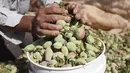 Petani Palestina Abdullah Hanni mengumpulkan badam hijau di Desa Beit Furik, Nablus timur, Tepi Barat (9/7/2020).  Tumbuhan ini berada di klasifikasi yang sama dengan persik dalam subgenus Amygdalus di dalam Prunus. (Xinhua/Nidal Eshtayeh)