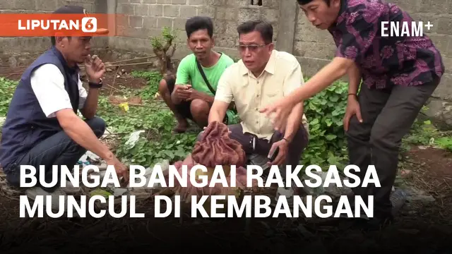 Viral Kemunculan Bunga Bangkai Raksasa di Kembangan