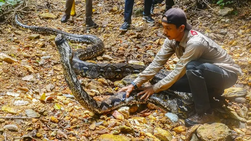 Penakluk ular, Amar_pd, melepaskan ular sawah berukuran 9 meter di kawasan hutan bersama BBKSDA Riau.