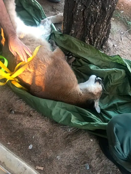 Seekor singa gunung dievakuasi dari atas pohon di sebuah rumah di San Bernardino, California, 16 Februari 2019. Tidak diketahui pasti bagaimana bisa singa besar itu berakhir di atas pohon. (Rick Fischer/California Department of Fish & Wildlife via AP)