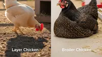 Ayam Petelur vs Ayam Pedaging Mana yang Lebih Gampang Diternak, Ini Penjelasan untuk Pemula