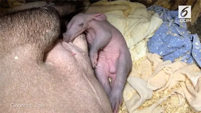 Seekor beruang semut lahir di Kebun Binatang Cincinnati, Ohio. Bayi mamalia berbobot 3 kg ini merupakan bayi beruang semut tersehat yang lahir.  