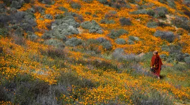 Seorang biksu berjalan di antara bunga poppy yang mekar di Danau Elsinore, California pada 8 Maret 2019. Pada dasarnya Poppy adalah tumbuhan herbal yang kerap ditanam karena bunganya berwarna-warni. (Photo by Maro SIRANOSIAN / AFP)