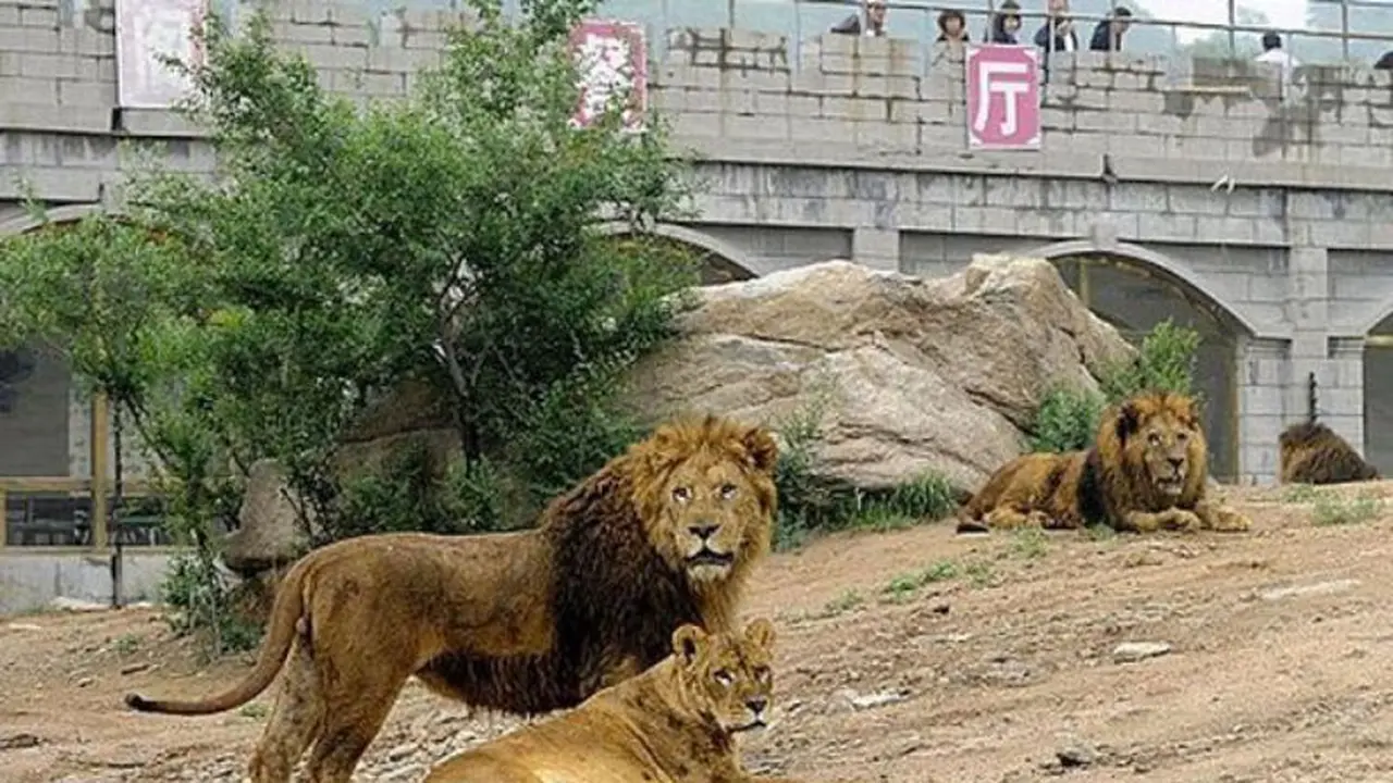 Harimau Siberia