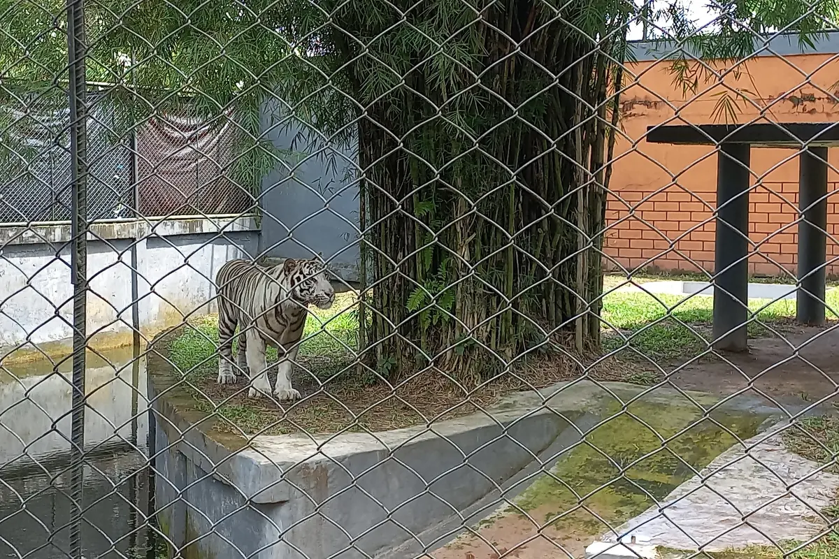 Harimau Benggala di Kandang Taman Rimba Jambi