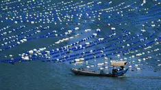 Foto yang diabadikan pada 10 November 2020 ini menunjukkan sebuah perahu nelayan berlayar di kawasan budi daya akuakultur di Wilayah Lianjiang, Provinsi Fujian, China tenggara. (Xinhua/Wei Peiquan)