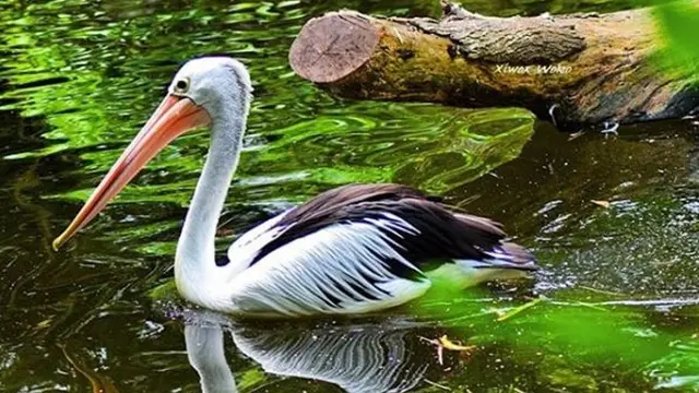 Burung Pelikan Australia