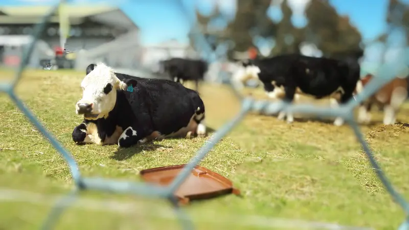 Sapi di pameran Royal Melbourne Show di Australia. (Liputan6.com/Tanti Yulianingsih)