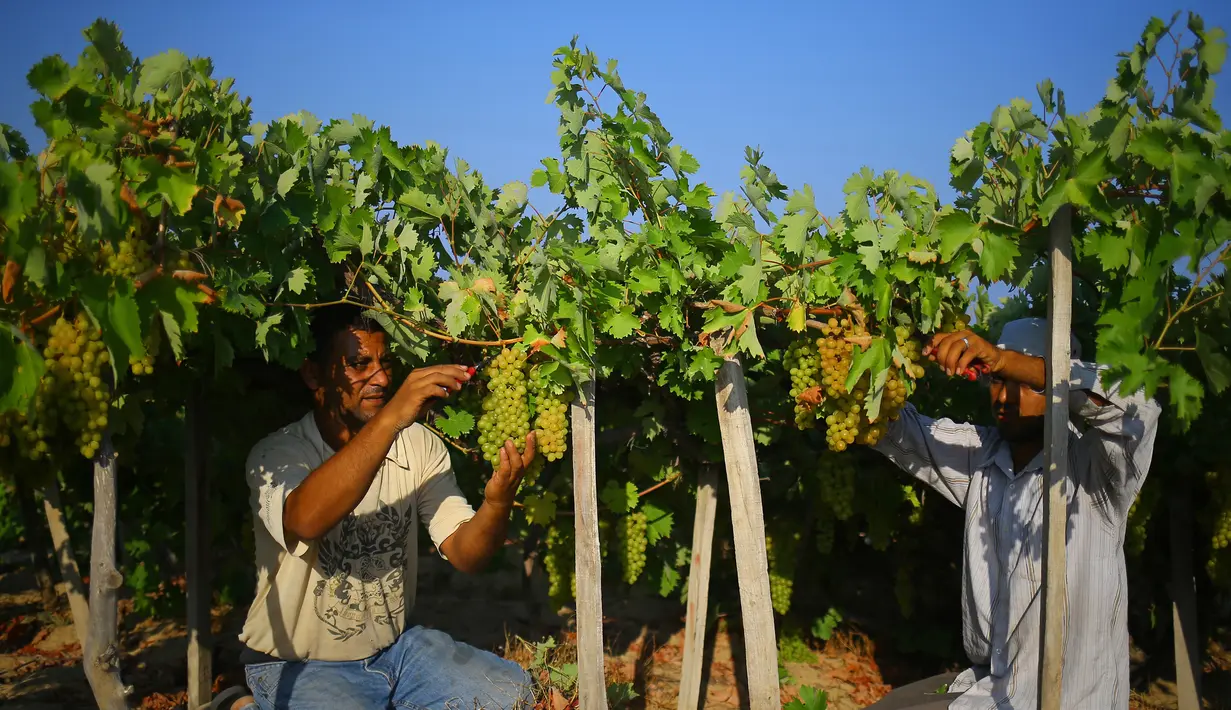 Petani memetik buah anggur selama musim panen di sebuah kebun anggur di Kota Gaza (19/7). Menurut Departemen Pertanian Gaza memproduksi sekitar 8115 ton anggur setiap tahunnya. (AFP Photo/Mohammed Abed)