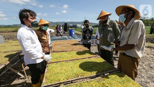 Program Kemitraan Sampoerna, Solusi Tingkatkan Kualitas Tembakau dan Kesejahteraan Petani Tembakau