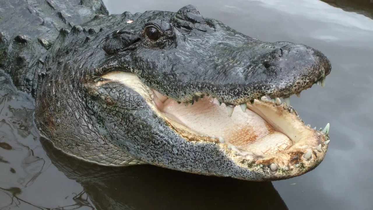 Ilustrasi alligator (Wikimedia / Creative Commons)