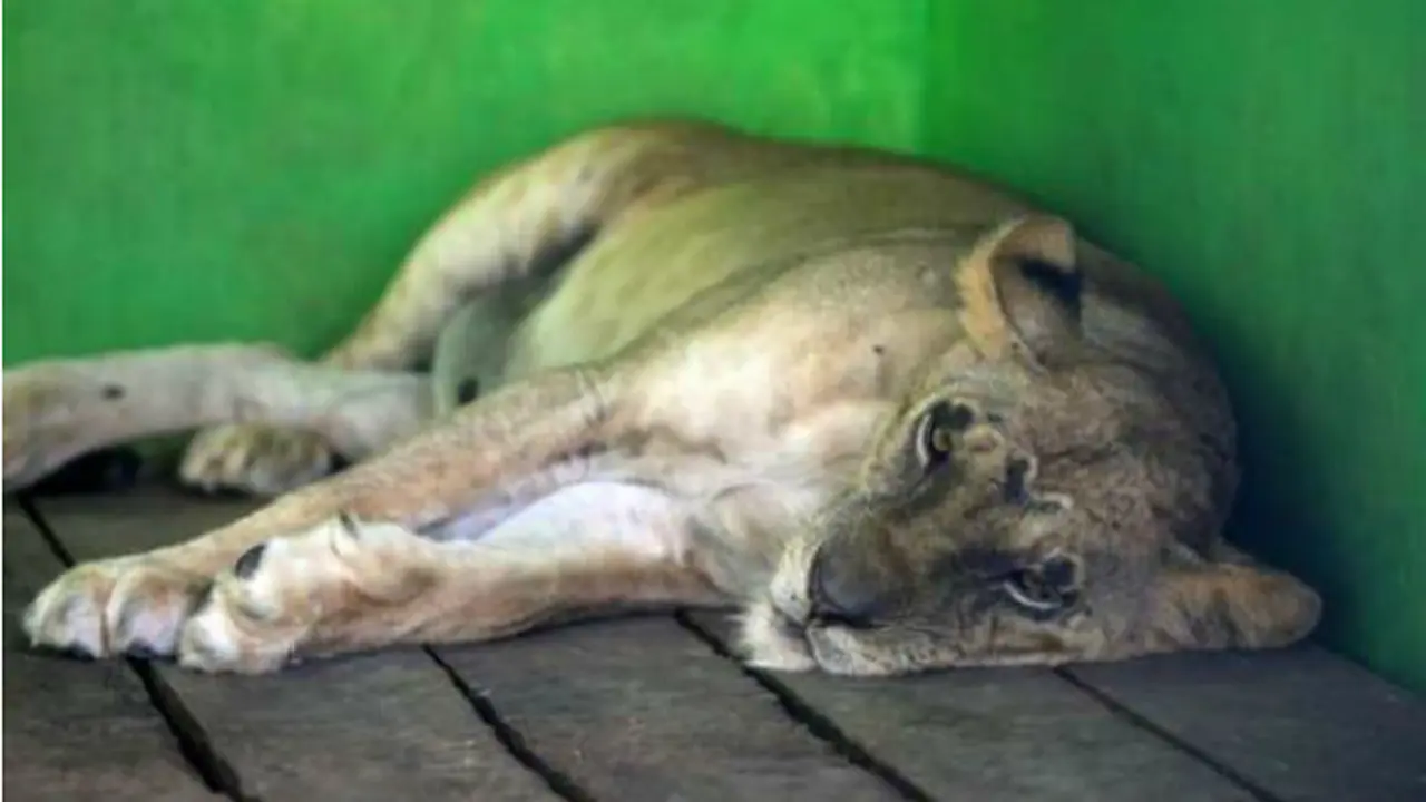 Singa Afrika Serulingmas Jadi Penghuni Baru TSTJ Solo