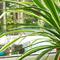 Spider plant mudah dirawat dan cocok untuk pemula. Simak tips penyiraman, pencahayaan, pemangkasan, hingga cara menanam dan memperbanyaknya. (dok. Randal Whitmore/Unsplash)