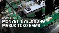 Kalau monyet yang masuk ke permukiman, mungkin sudah sering terjadi. Tapi, ini seekor monyet tiba-tiba nyelonong masuk ke toko emas.