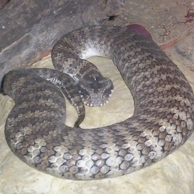 Ular Death Adder