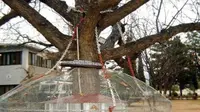 Apa alasan pohon ini dirantai selama 119 tahun?