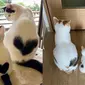 6 Potret Ibu Kucing dan Anaknya Punya Corak Tubuh Sama, Unik Banget (Twitter/shouldhavecat/cattalestweet)