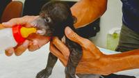 Bayi beruang madu yang ditinggal induknya dalam perawatan BBKSDA Riau. (Liputan6.com/Dok BBKSDA Riau)