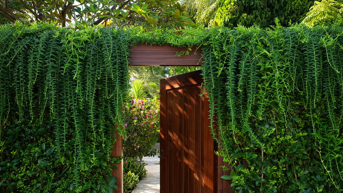 8 Desain Pagar Hidup dari Tanaman Rambat Biar Rumah Terasa Sejuk Alami dan Asri