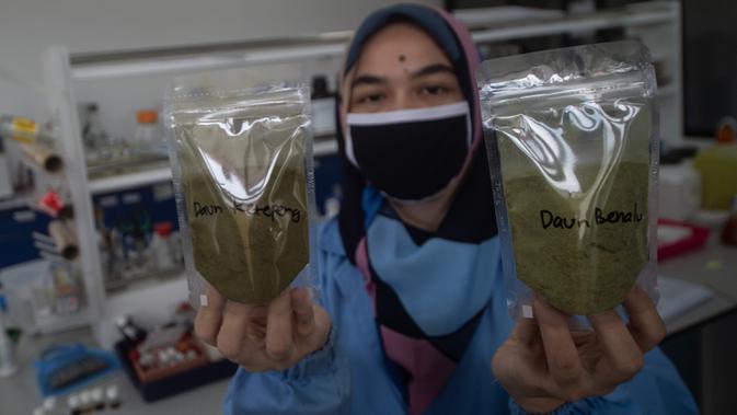 Peneliti menunjukkan bahan mentah daun rhino ketepeng dan daun benalu yang diteliti sebagai obat herbal COVID-19 di Pusat Penelitian Kimia LIPI di Serpong, Banten, 6 Mei 2020. Peneliti LIPI mengembangkan penelitian dua tanaman herbal sebagai obat herbal untuk pasien COVID-19. (Xinhua/Veri Sanovri)