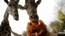 Jerapah memakan labu saat perayaan Halloween di Kebun Binatang Zoom Torino, Cumiana, dekat Turin, Italia utara, Jumat (28/10). Tingkah unik diperlihatkan sejumlah hewan saat diberikan labu kepada mereka. (AFP PHOTO/Marco Bertorello)